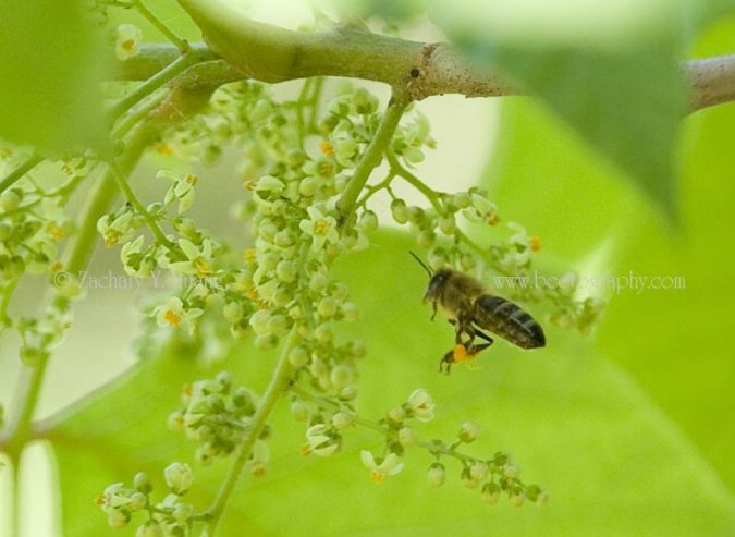 Trees, Annuals, and Perennials for Honey Bees