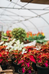 Greenhouse Tour